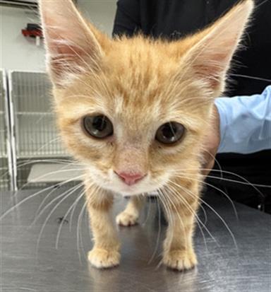 Adoptable Cat