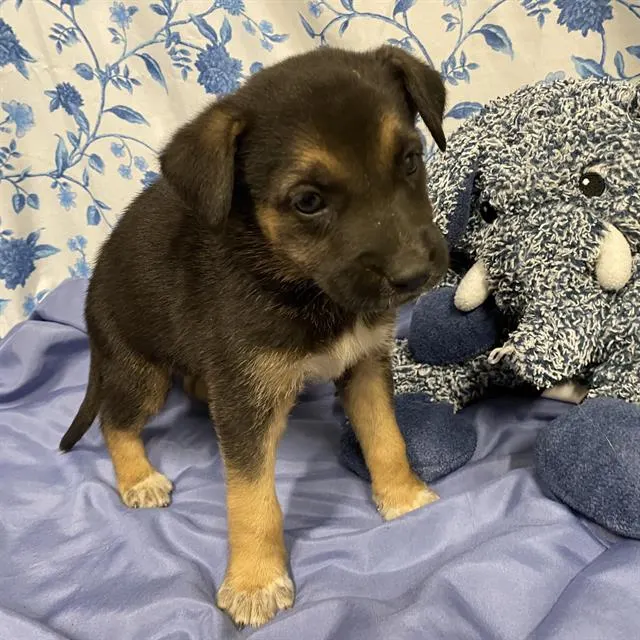 Adoptable Dog
