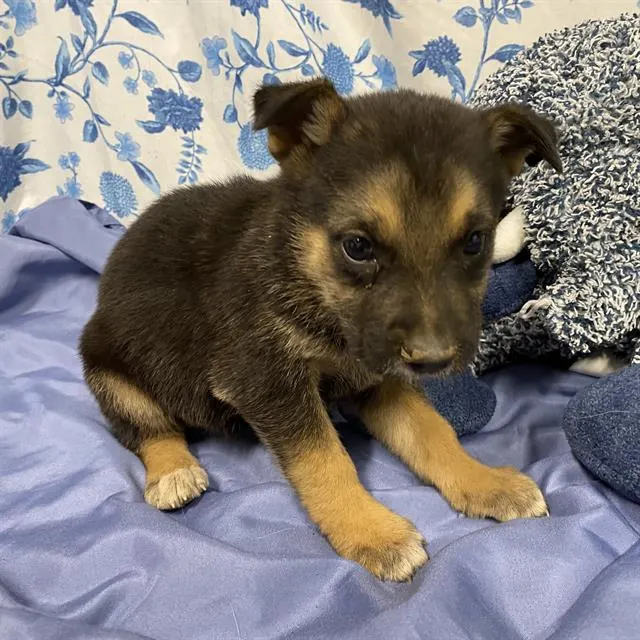 Adoptable Dog