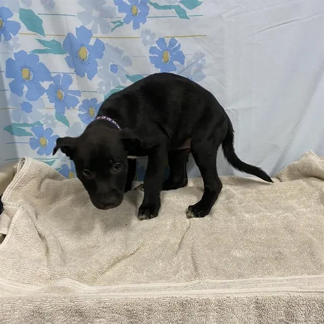 Adoptable Dog