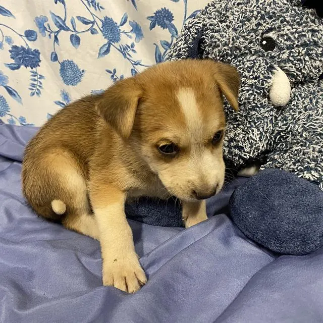 Adoptable Dog