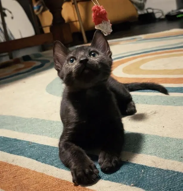 Batty