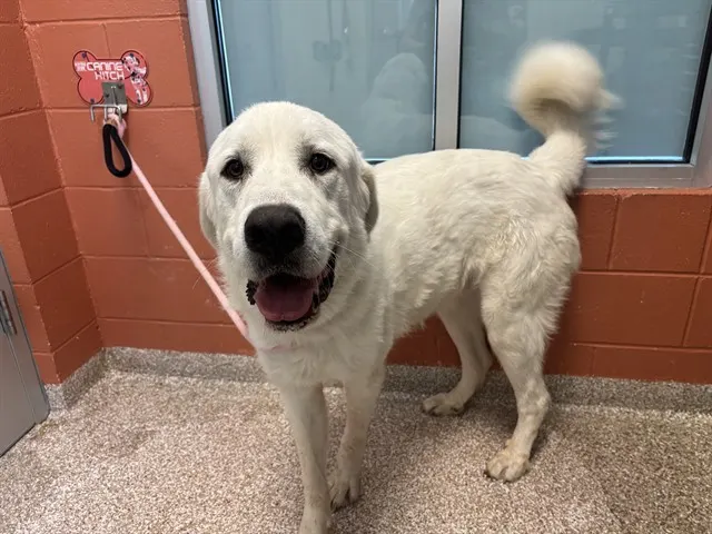Apollo