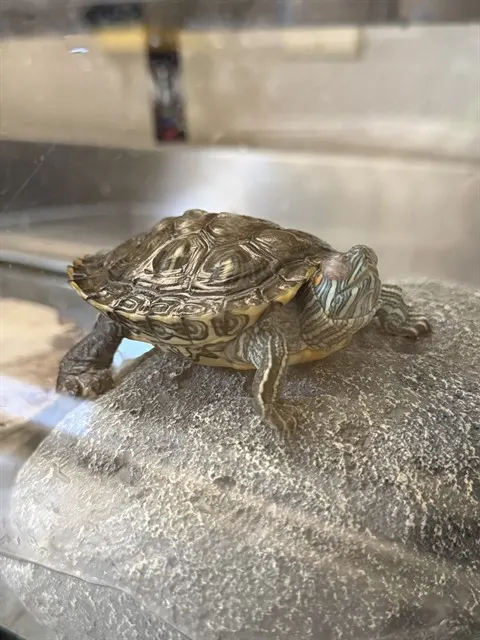 Gino