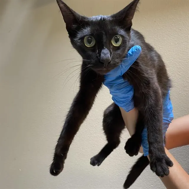Adoptable Cat