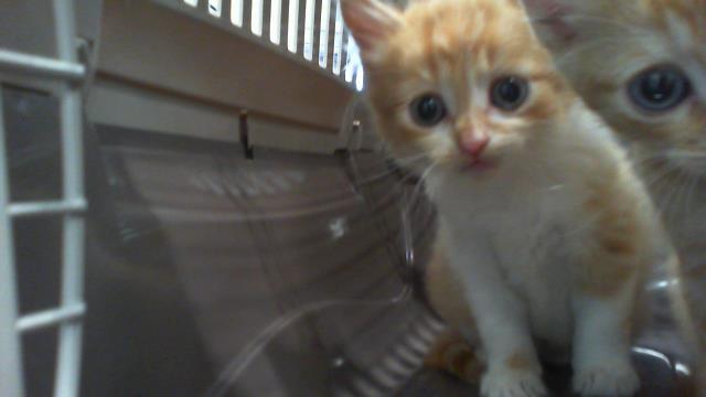 Adoptable Cat