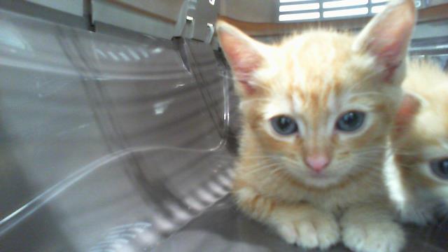Adoptable Cat