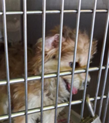 Adoptable Dog