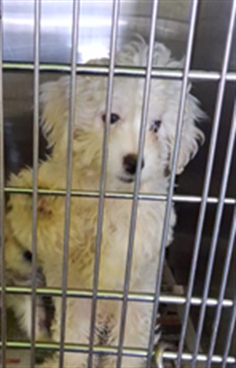 Adoptable Dog