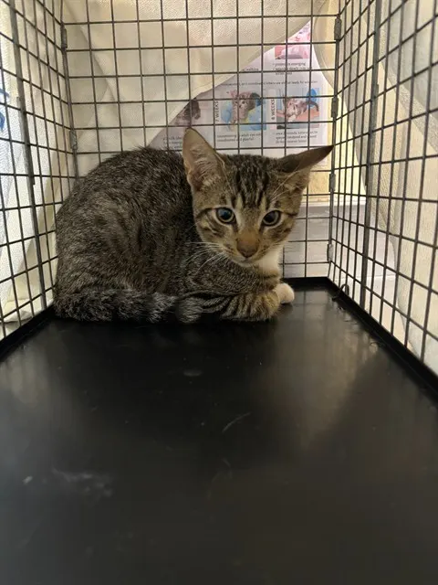 Oscar