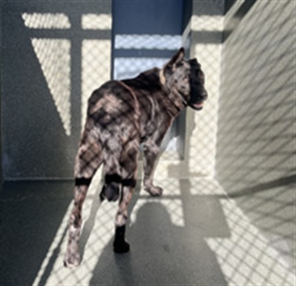Adoptable Dog
