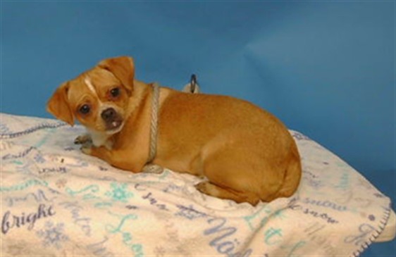Adoptable Dog