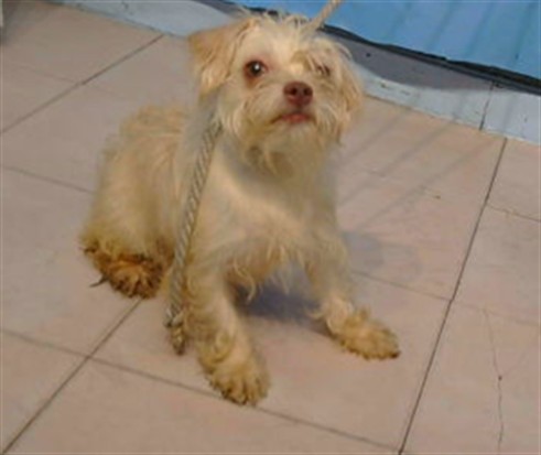 Adoptable Dog