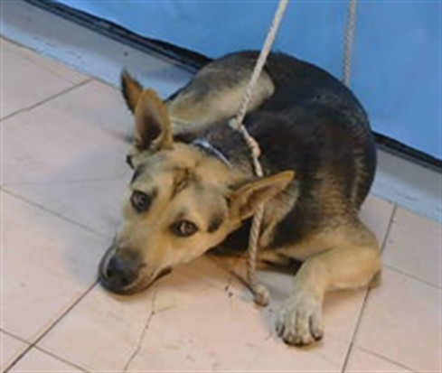 Adoptable Dog