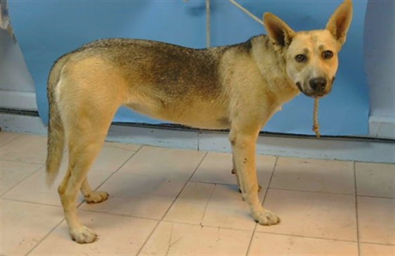 Adoptable Dog