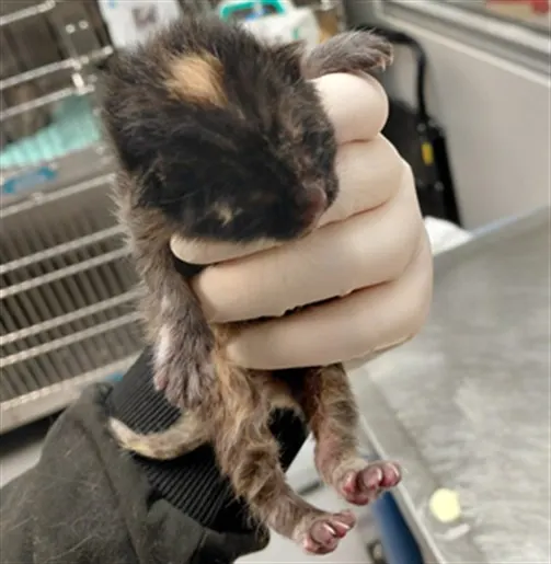 Adoptable Cat