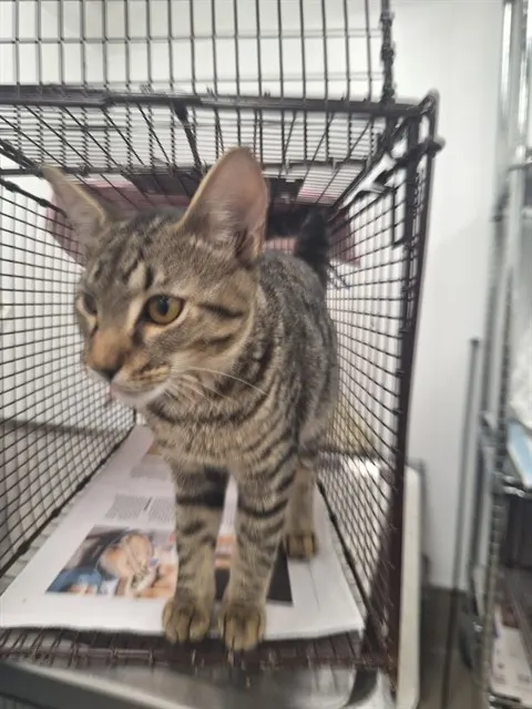 Adoptable Cat