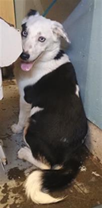 Adoptable Dog
