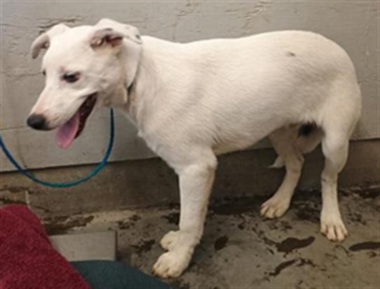 Adoptable Dog