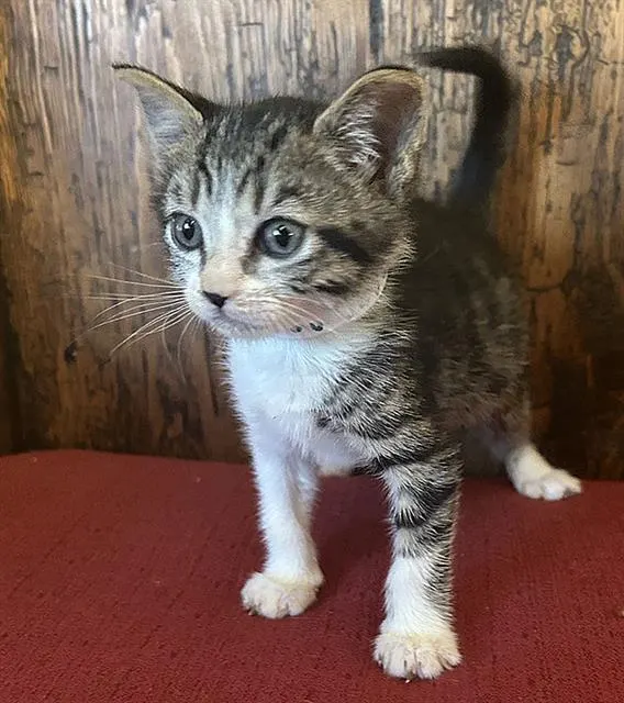 *Max