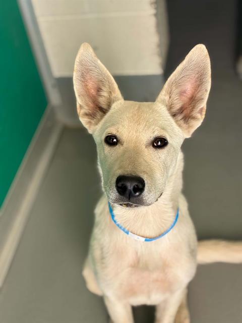 Adoptable Dog