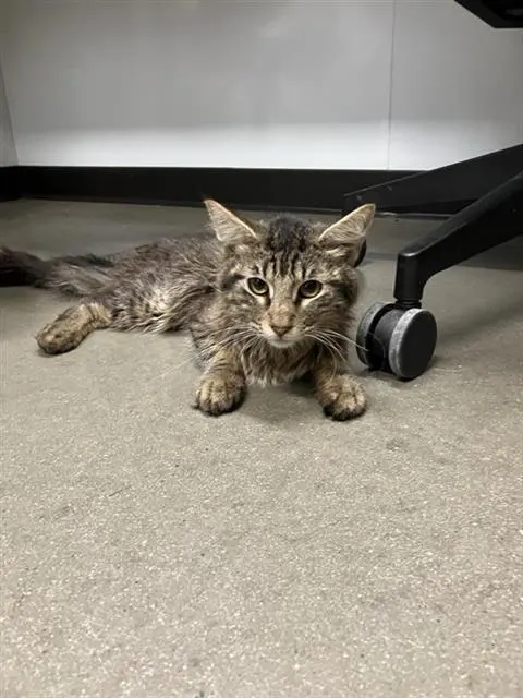 Adoptable Cat
