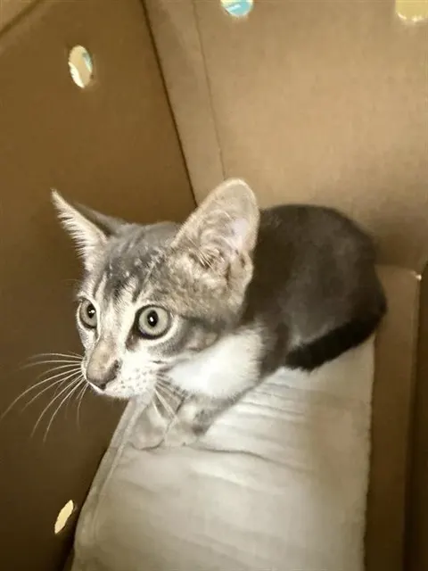 Adoptable Cat