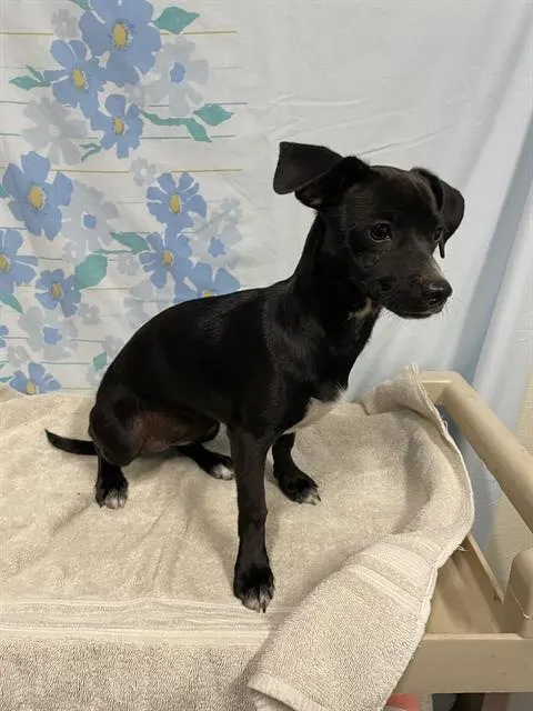Adoptable Dog