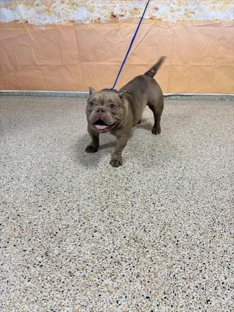 Lola