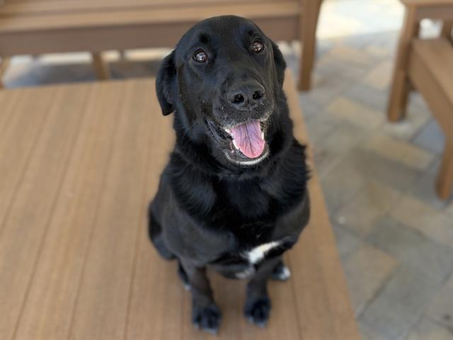 Zoey