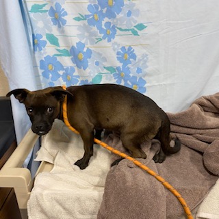 Adoptable Dog
