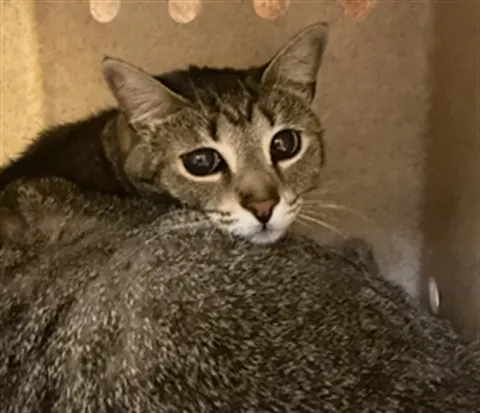 Skitty