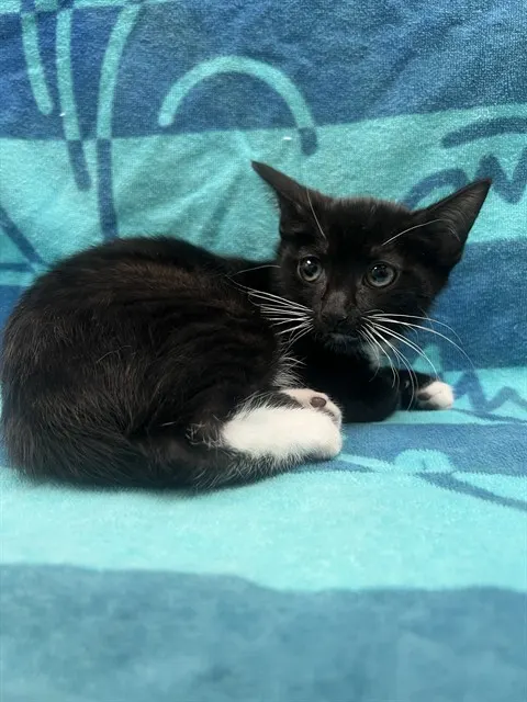 Lucy