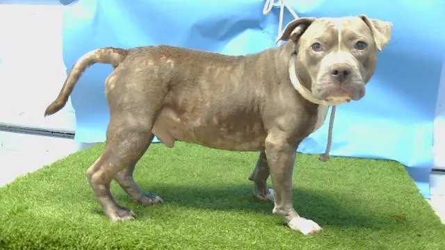 Adoptable Dog