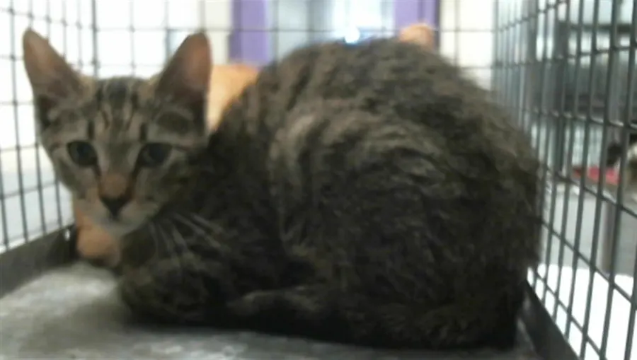 Adoptable Cat