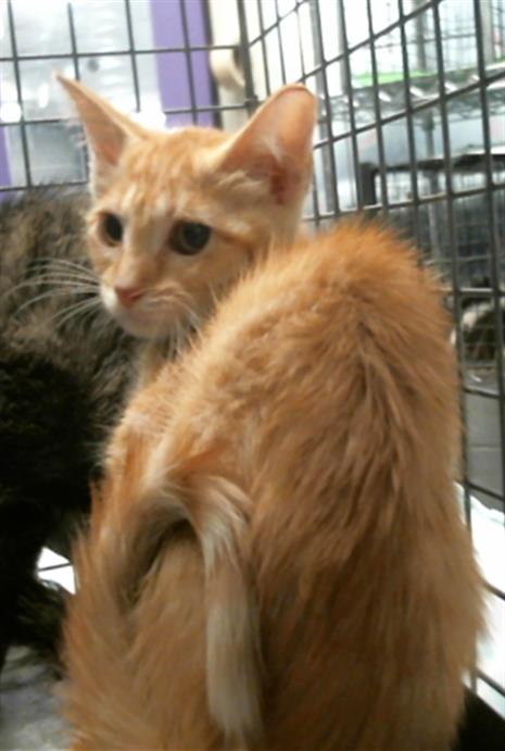 Adoptable Cat