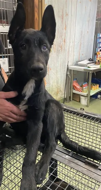 Urgent Med Adopt Sora