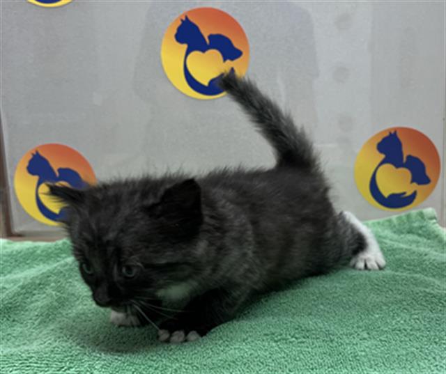Furball 1