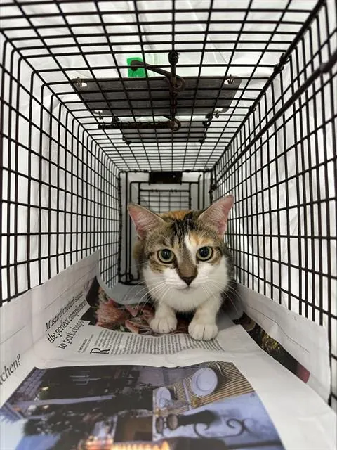 Adoptable Cat