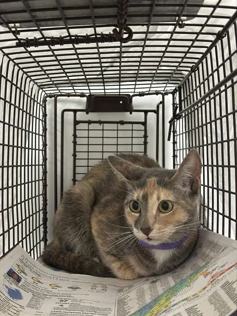 Adoptable Cat