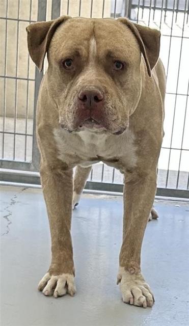 Adoptable Dog