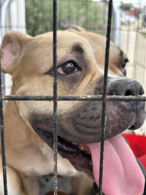 Adoptable Dog