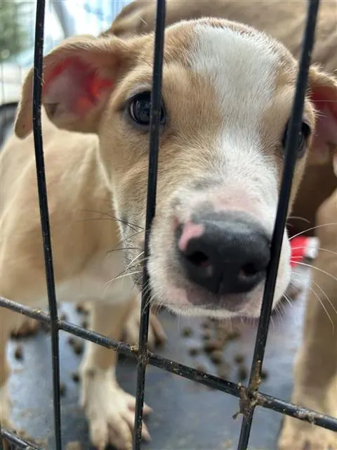 Adoptable Dog