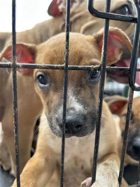 Adoptable Dog