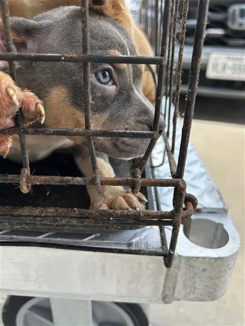 Adoptable Dog