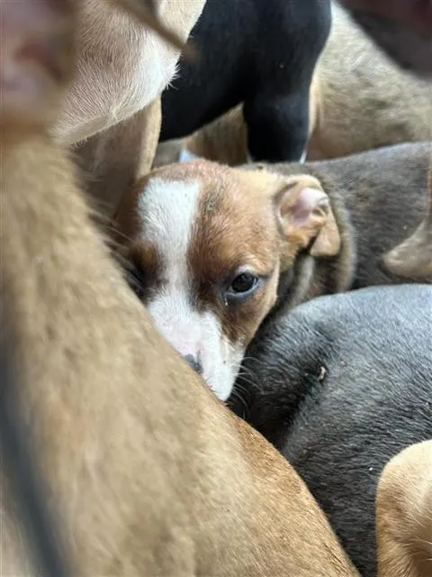 Adoptable Dog
