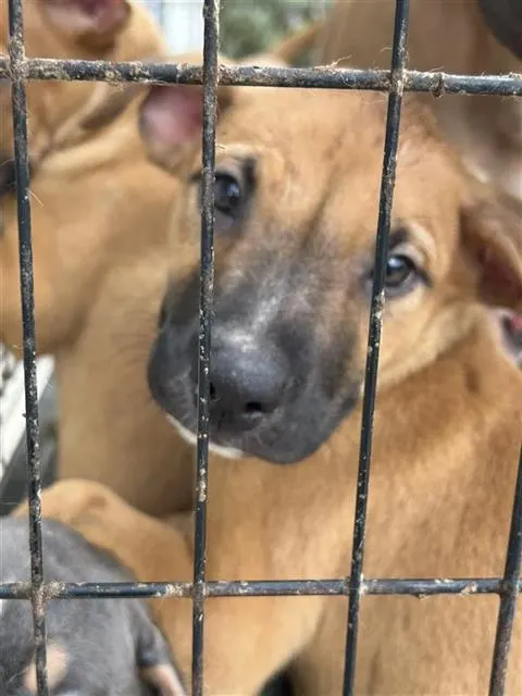 Adoptable Dog