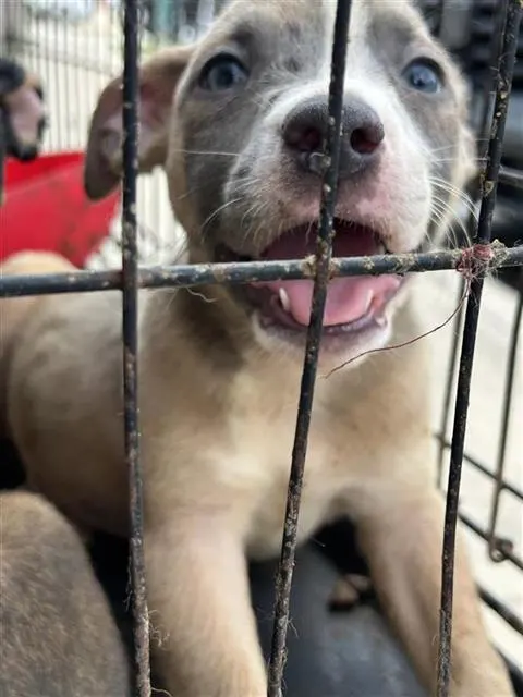 Adoptable Dog