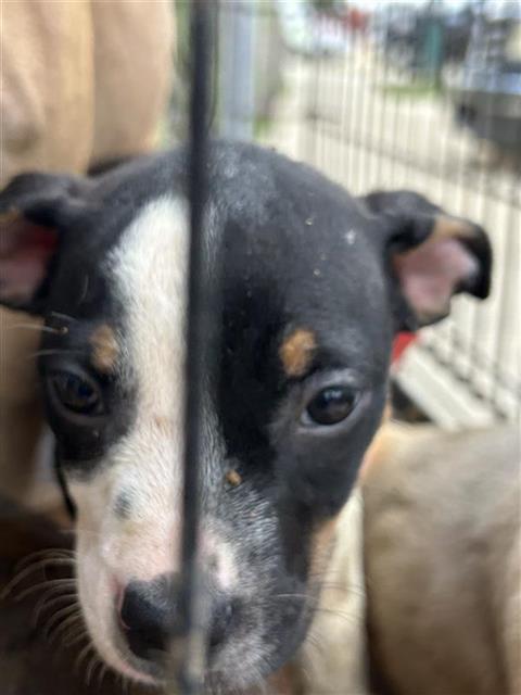 Adoptable Dog