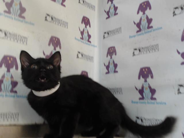 Mavis